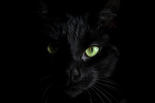 A cat in the darkness with greenish-yellow eyes